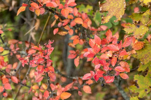 Outono Colorido Vermelho Vibrante Folhas Close Fundo Arbusto Selvagem Outono — Fotografia de Stock