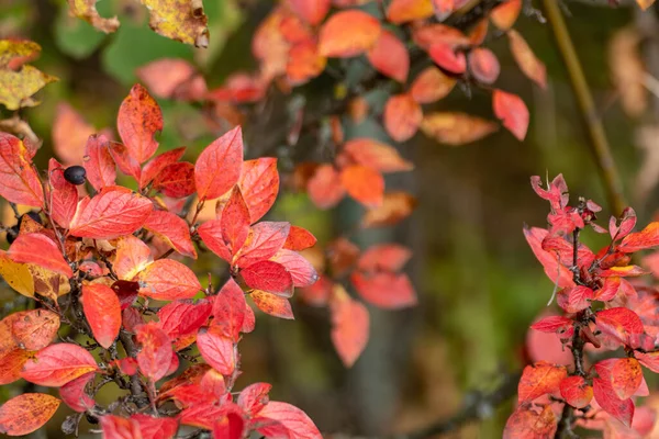 Outono Folhas Vibrantes Vermelhas Close Arbusto Selvagem Com Fundo Borrado — Fotografia de Stock