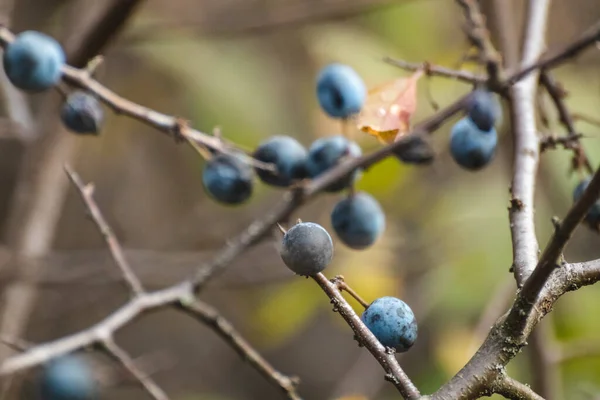 Schlehe Dunkelblaue Beeren Auf Stacheligen Zweigen Herbstwald Mit Verschwommenem Hintergrund — Stockfoto
