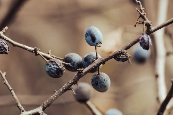 Schlehe Blaue Beeren Auf Stacheligen Zweigen Herbstwald Mit Verschwommenem Hintergrund — Stockfoto