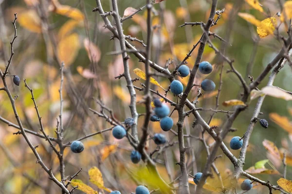 Schlehe Blaue Beeren Und Gelbe Blätter Auf Stacheligen Zweigen Herbstlichen — Stockfoto