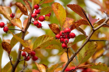 Sarı sonbahar yaprakları ve bulanık arkaplanı olan renkli bir dalda kızıl şahin üzümü. Sonbahar hasadı yakın plan