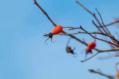 Köpek gülü (Rosa canina) parlak kırmızı böğürtlen, güneşli ekim ayında olgunlaşır. Mavi gökyüzü ve bulanık arkaplan ile sonbahar botaniği