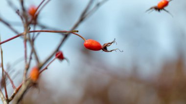 Köpek gülü (Rosa canina) parlak kırmızı meyveler yakın plan, güneşli Ekim. Mavi gökyüzü ve bulanık arkaplan ile sonbahar botaniği