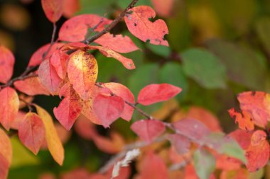 Sonbahar küçük kırmızı yapraklar yakın plan bulanık arka plan. Turuncu ve sarı renklerde sonbahar ormanı, doğa detayları.