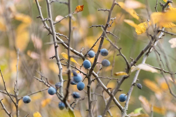Schlehe Blaue Beeren Und Gelbe Blätter Auf Buschwerken Herbstlichen Wald — Stockfoto