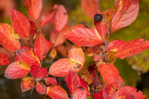 Sonbahar Kırmızı Renkli Yapraklar Arka Planda Bulanık Çalılıklara Yakın Sonbahar — Stok fotoğraf