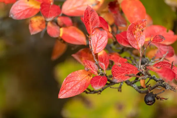Herbstrot Leuchtende Blätter Busch Nahaufnahme Mit Verschwommenem Grünen Hintergrund Herbst — Stockfoto