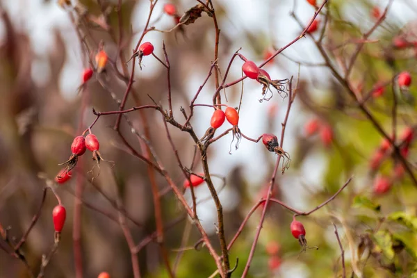 Hundsrose Rosa Canina Leuchtend Rote Früchte Die Oktober Reifen Sonnige — Stockfoto