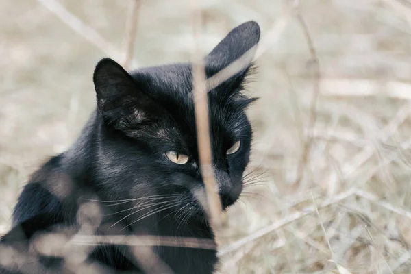 黑猫长着黄色的眼睛 躲在干燥的秋天野草地里近距离观察 看野生动物 可爱的动物 — 图库照片