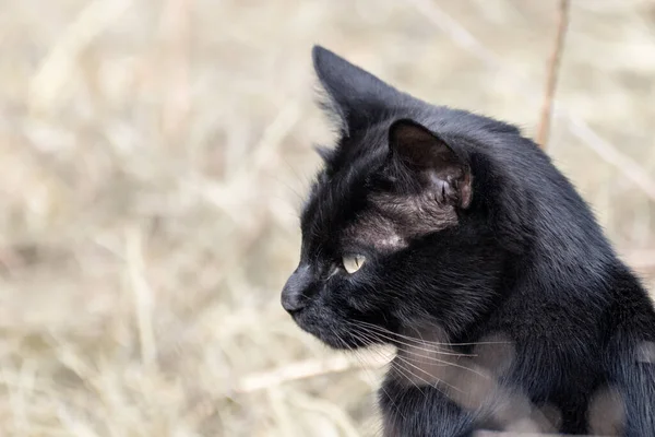Sarı Gözlü Kara Kedi Kurak Sonbahar Çim Tarlasında Saklanır Vahşi — Stok fotoğraf