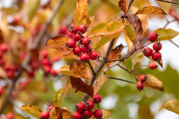 Rote Weißdornbeeren Auf Einem Bunten Ast Mit Gelben Herbstblättern Und — Stockfoto