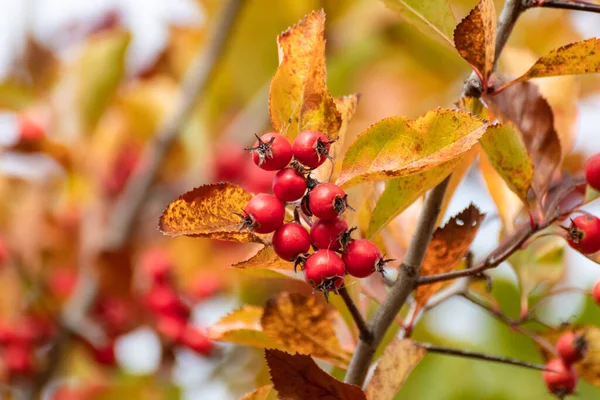 Rote Weißdornbeeren Auf Einem Sonnigen Ast Mit Gelben Herbstblättern Und — Stockfoto