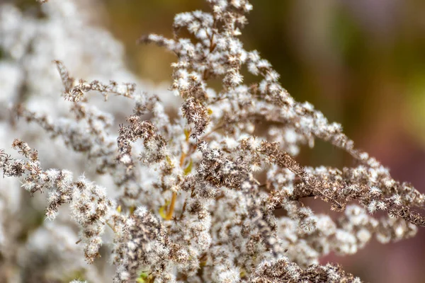 Φθινοπωρινή Φύση Λεπτομέρειες Λευκό Αφράτο Γρασίδι Λουλούδια Σπόρους Θολή Βοτανική — Φωτογραφία Αρχείου