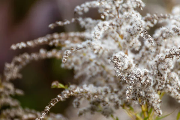 Φθινοπωρινή Φύση Λεπτομέρειες Λευκό Αφράτο Γρασίδι Λουλούδια Σπόρους Θολή Φόντο — Φωτογραφία Αρχείου