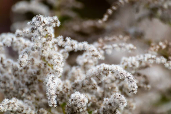 Φθινόπωρο Λευκό Αφράτο Γρασίδι Λουλούδια Σπόρους Θολή Βοτανική Φόντο Εποχιακά — Φωτογραφία Αρχείου