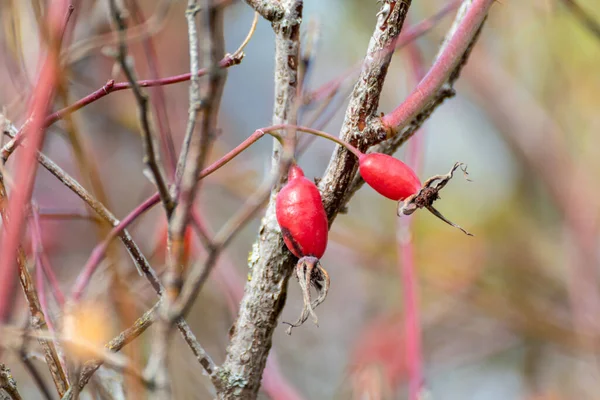 Hundsrose Rosa Canina Leuchtend Rote Früchte Aus Nächster Nähe Die — Stockfoto