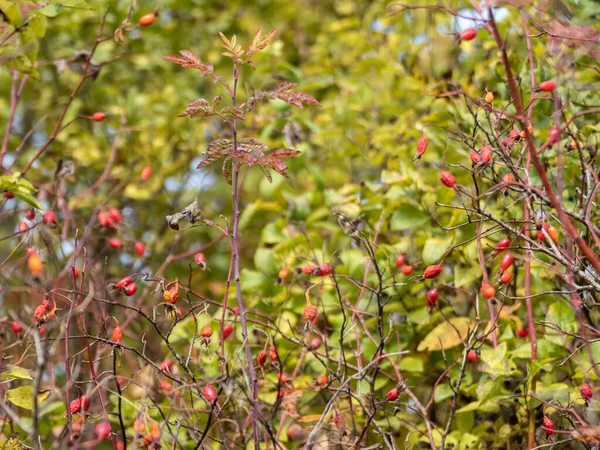 Hundsrose Rosa Canina Rote Früchte Einem Strauch Die Oktober Reifen — Stockfoto