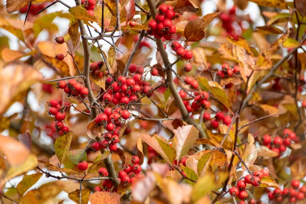 Rote Weißdornbeeren Auf Einem Ast Mit Gelben Herbstblättern Und Verschwommenem — Stockfoto