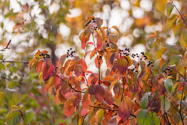 Cornus Sanguinea Arbusto Dogwood Comum Com Bagas Pretas Folhas Vermelhas — Fotografia de Stock