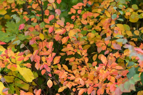 Outono Colorido Folhas Vibrantes Arbusto Close Com Fundo Borrado Floresta — Fotografia de Stock