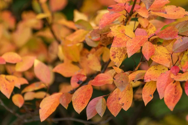 Outono Colorido Folhas Vibrantes Arbusto Close Com Borrão Floresta Outonal — Fotografia de Stock