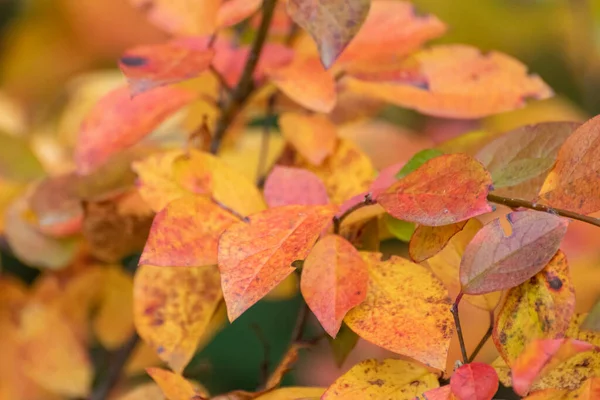 Outono Dourado Vermelho Vibrante Folhas Arbusto Close Com Fundo Borrado — Fotografia de Stock