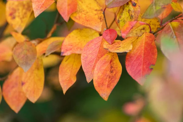 Outono Amarelo Vermelho Folhas Vibrantes Arbusto Close Com Fundo Borrado — Fotografia de Stock