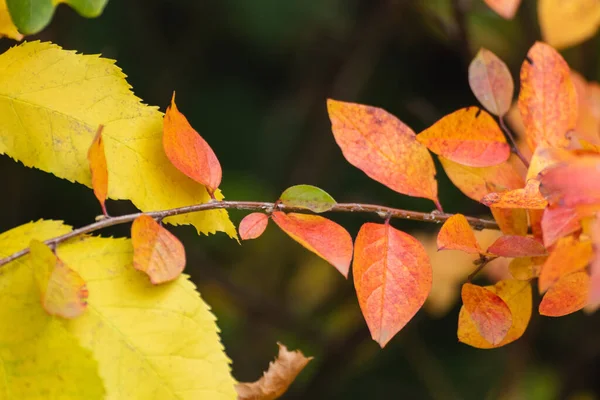 Outono Amarelo Vermelho Folhas Vibrantes Pequeno Ramo Close Com Fundo — Fotografia de Stock