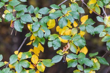 Yeşil ve sonbahar sarı yaprakları yakın plan dalları. Sonbahar ormanı doğası detayları