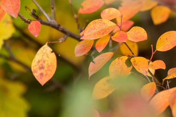 stock image Autumn yellow and orange vibrant leaves branches close-up with blur background. Autumnal forest, nature details