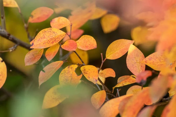 Outono Colorido Folhas Vibrantes Ramos Close Com Borrão Fundo Flora — Fotografia de Stock