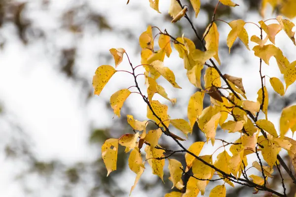 stock image Autumn yellow vibrant leaves on tree branches with blurred sky background. Autumnal forest colorful nature details