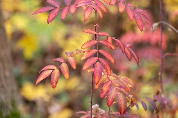 stock image Autumn red vibrant leaves branches close-up with blurred background. Autumnal nature decoration details