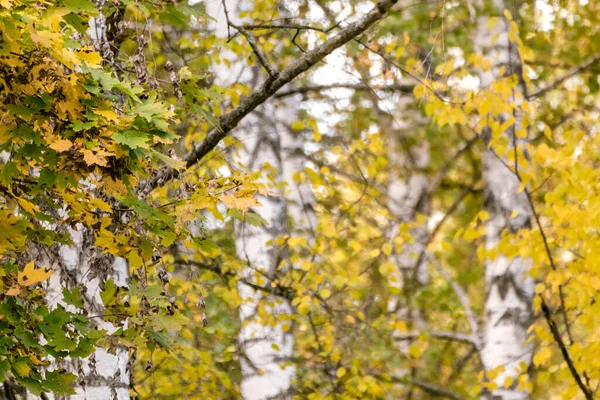 stock image Birch trees woods close-up in autumn, sunny nordic nature landscape wild background