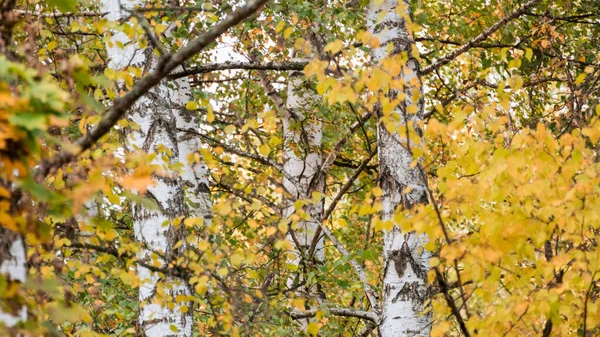 Abedul Árboles Color Amarillo Brillante Bosques Otoño Soleado Paisaje Natural — Foto de Stock