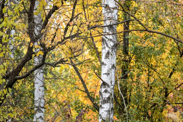 Nyírfák Sárga Levelek Erdő Ősszel Napos Északi Természet Táj Vad — Stock Fotó