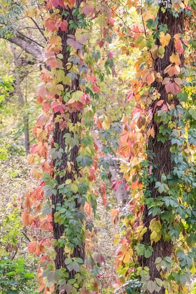 Otoño Uva Silvestre Con Hojas Rojas Envueltas Alrededor Troncos Árboles — Foto de Stock