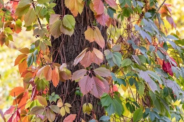 Herbst Wilde Traubenliane Mit Roten Blättern Kletterpflanze Die Hohen Baumstämmen — Stockfoto