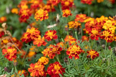 Marigold, turuncu Tagetes çiçekleri ve yakın plan yeşil yapraklar. Bahçede yetişen bitkiler, yatak çiçekleri