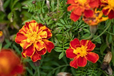 Marigold, turuncu Tagetes çiçekleri ve yakın plan yeşil yapraklar. Bahçede yetişen bitkiler, yatak çiçekleri