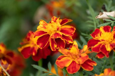 Marigold yakın plan, turuncu Tagetes çiçekleri canlı yeşil yapraklar ve bulanık arkaplan. Bahçe bitkileri, botanik, yatak çiçekleri