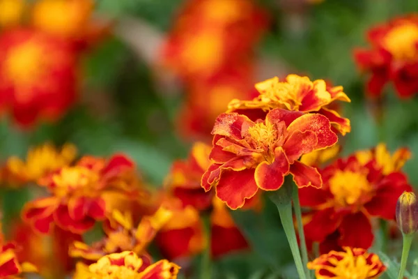 stock image Marigold, orange Tagetes flowers close-up with vivid green leaves and blurred background. Growing garden plants, bedding flowers