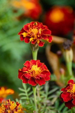 Marigold, Tagetes çiçekleri yakın plan yeşil yapraklı ve bulanık arkaplanlı. Bahçede yetişen bitkiler, yatak çiçekleri