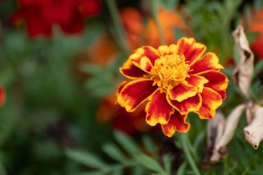 Marigold, turuncu Tagetes çiçekleri yakın plan yeşil yapraklı ve bulanık arkaplan. Bahçe çiçekleri çiçek açar.