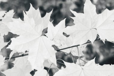 Sonbahar akçaağaç yaprakları, arka planı bulanık dallar, renksiz doğa ayrıntıları deseni