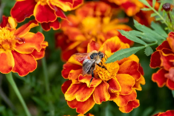 Marigold 'u dölleyen bal arısı, yeşil yapraklı turuncu etiketli çiçekler. Bahçe bitkileri, yatak çiçekleri, botanik.