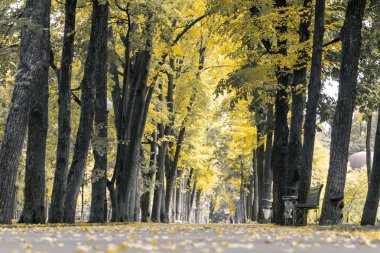 Sonbaharda park alanında sarı ağaçlar. Güneşli bir günde dinlenme alanı. Renk düzeltmesi, düşük açı görünümü