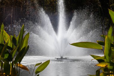 Dinlenme alanındaki bir gölette nilüfer yapraklı parlak bir çeşme. Central City Park 'taki turistik ilgi merkezi, Kharkiv Ukrayna