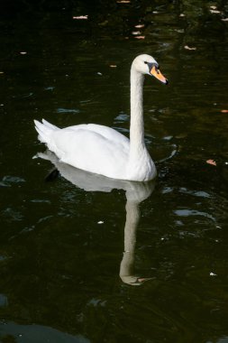 Beyaz kuğu, uzun ve esnek bir boynu olan zarif büyük su kuşu, ayna yansıması olan suda güneşli yakın plan.